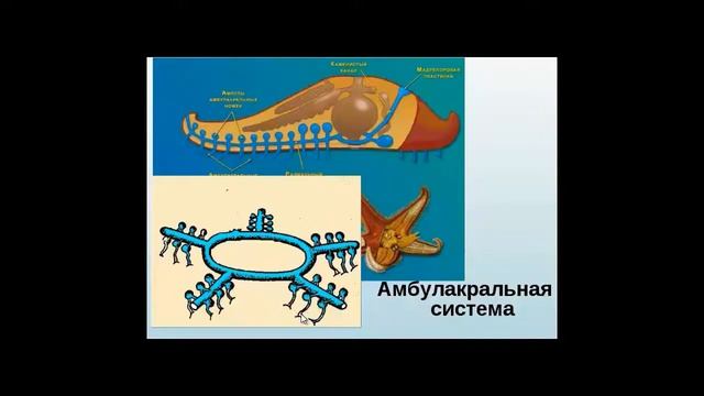 МОРСКИЕ ЗВЕЗДЫ - УНИКАЛЬНАЯ СИСТЕМА смотреть онлайн