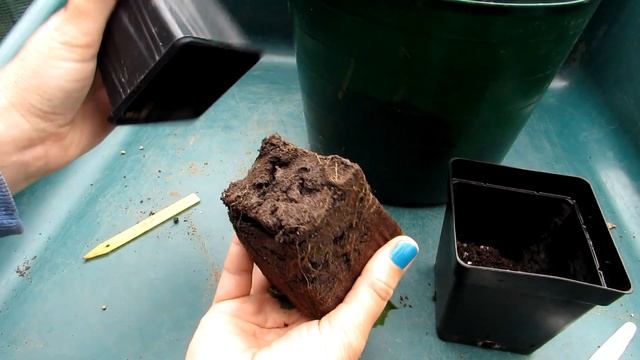 Repotting Thanksgiving Cactus Seedlings From My 70 Yr Old Schlumbergera Truncata