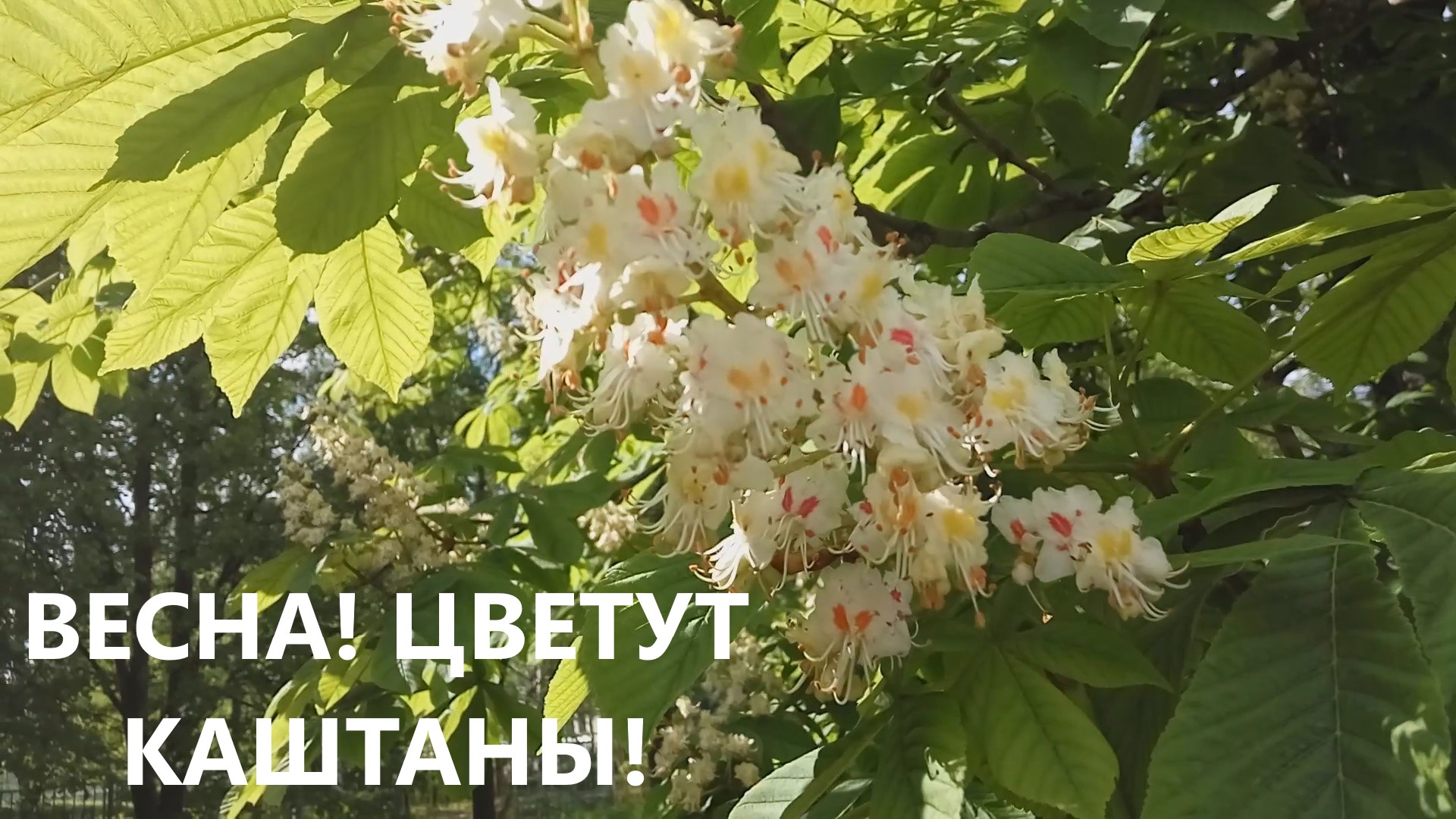 ВЕСНА! ЦВЕТУТ КАШТАНЫ..mp4