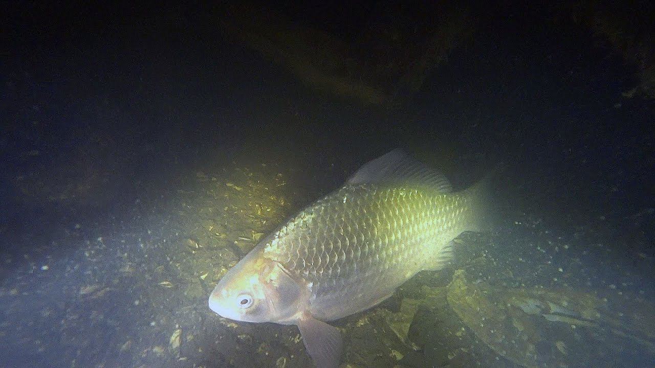 Найти такое место это редкость. Осень,ночная подводная охота, смотреть онлайн
