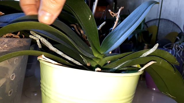 Despre stresul la orhidee смотреть онлайн