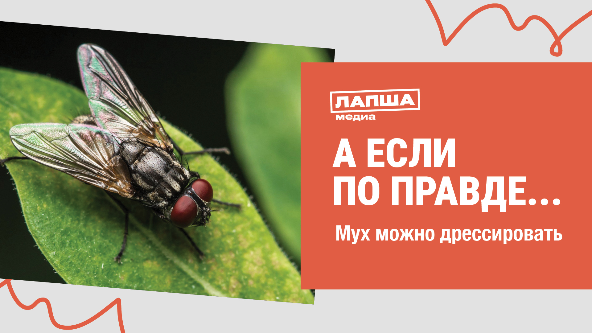 МУХ МОЖНО ДРЕССИРОВАТЬ I РАЗБОР ВИДЕО С ДРЕССИРОВАННОЙ МУХОЙ смотреть онлайн