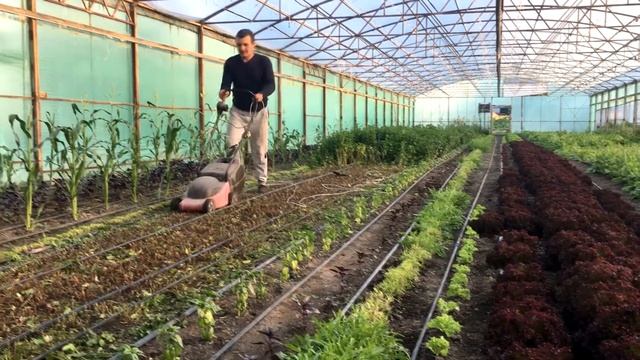 мята и руккола после срезки в теплице смотреть онлайн