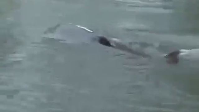 7 апреля 2017 г. смотреть онлайн