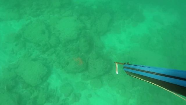 Spearing Hogfish
