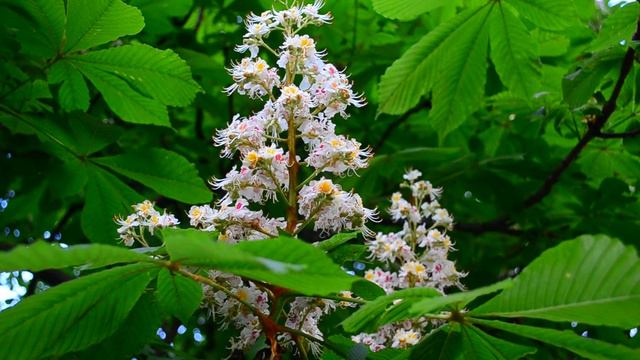 Каштан цветы (Castanea) футаж смотреть онлайн