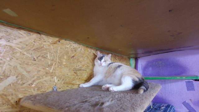 ЖИЗНЬ КОШЕК В САДУ. Как живут кошки приюта "ЛИС" в саду. смотреть онлайн