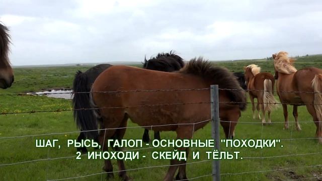 Iceland horse Исландские лошади докафильм смотреть онлайн