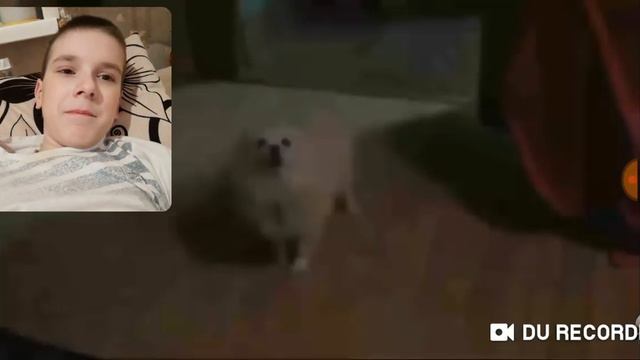 Песня про андертейл поёт собака смотреть онлайн