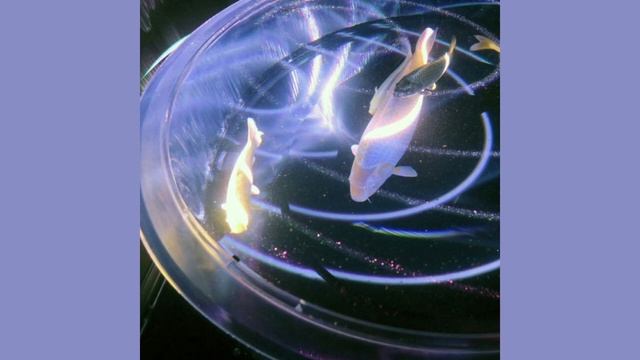 танцы - ssshhhiiittt | speed up смотреть онлайн
