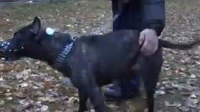 Амстафф вся правда о породе Amstaff American Staffordshire смотреть онлайн