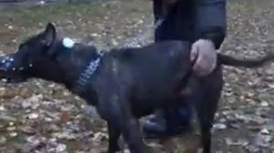 Амстафф вся правда о породе Amstaff American Staffordshire