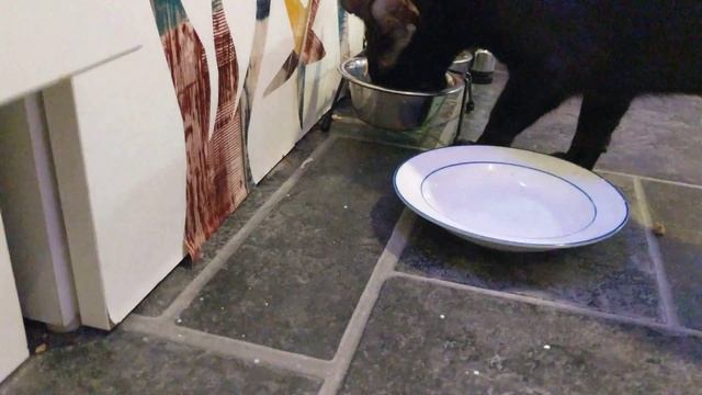 Кот просит кушать смотреть онлайн