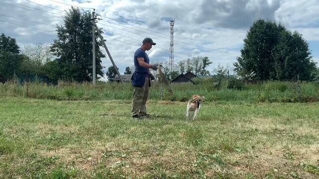 Дрессировка бигля ОРИКА. Дрессировка с передержкой в гостинице смотреть онлайн