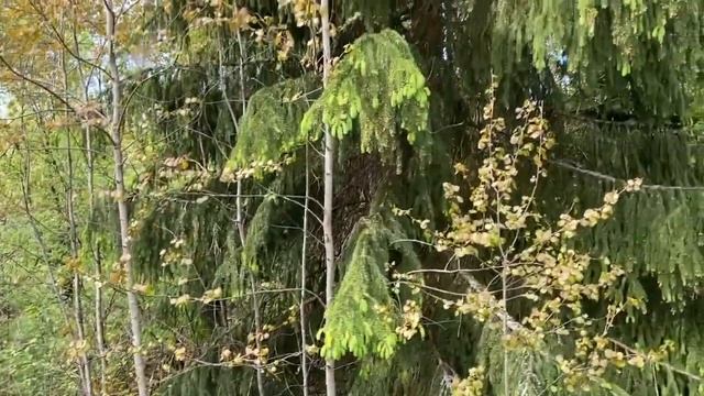 СНТ Долина Продажа участка 5053 кв.м (53 сот.) смотреть онлайн