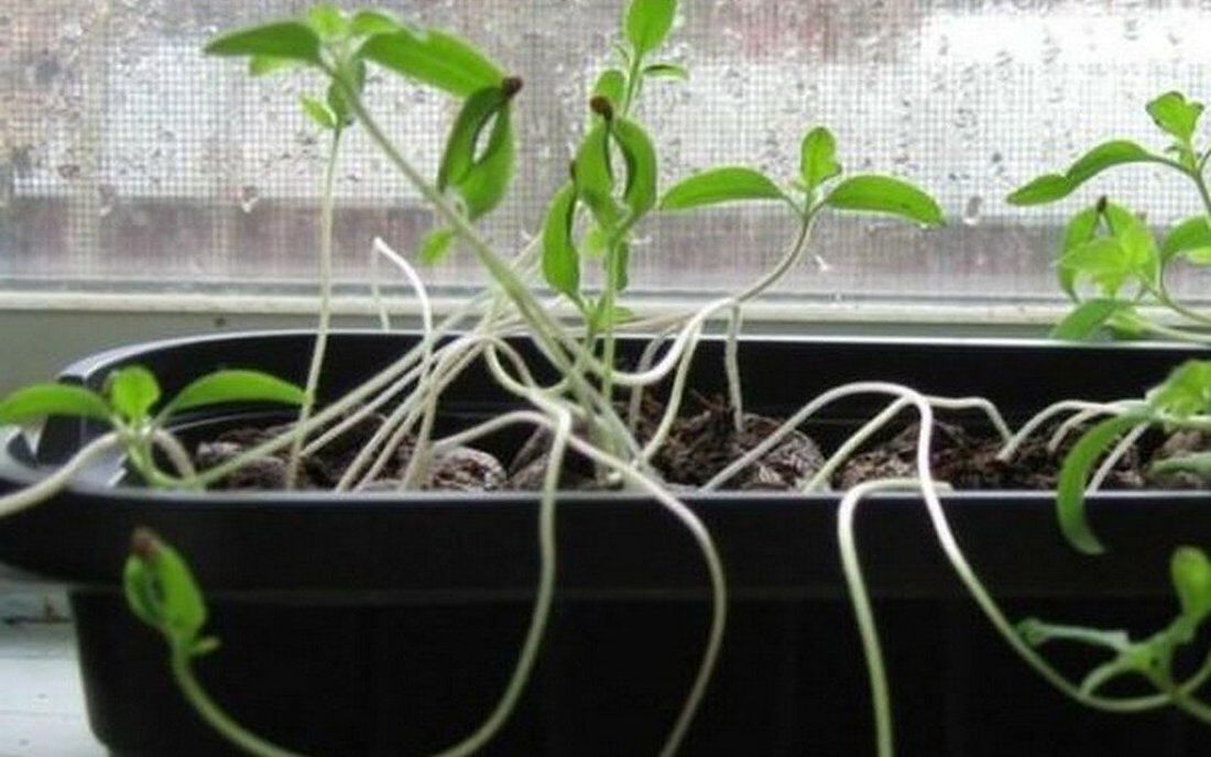 Если рассада вытянулась, как исправить. смотреть онлайн