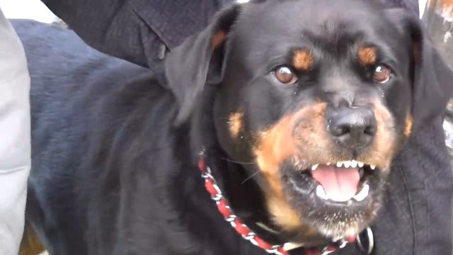 Angry Rottweiler