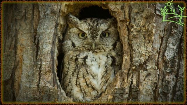Голоса птиц Как поёт Филин (Bubo bubo) смотреть онлайн