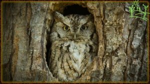 Голоса птиц Как поёт Филин (Bubo bubo)