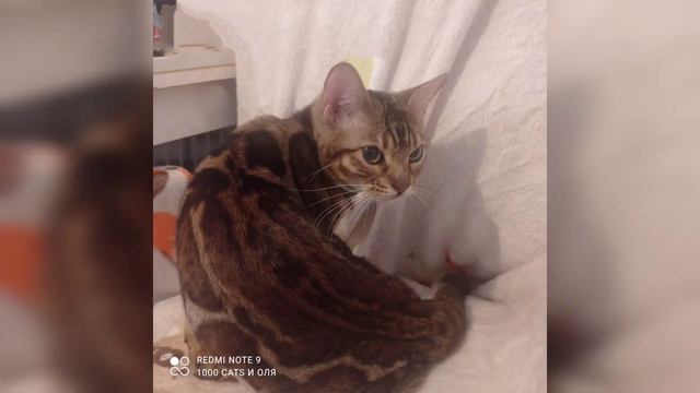 крошка Фрост и приветы из дома 😉 смотреть онлайн