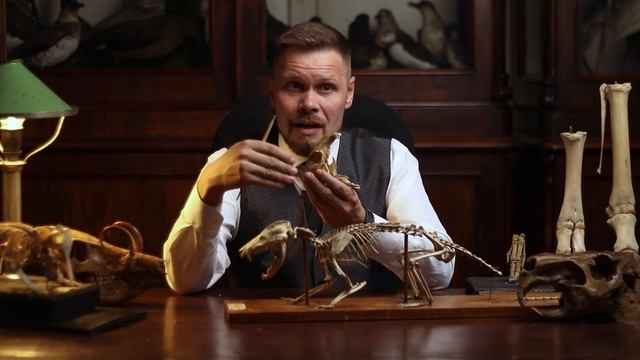 Млекопитающие. Строение скелета плацентарных, сумчатых и однопроходных. Рассказывает Павел Скучас. смотреть онлайн