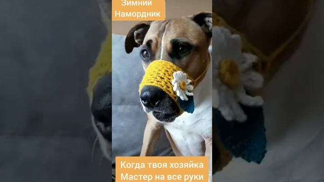 Вязаный намордник . Приколы с собаками смотреть онлайн