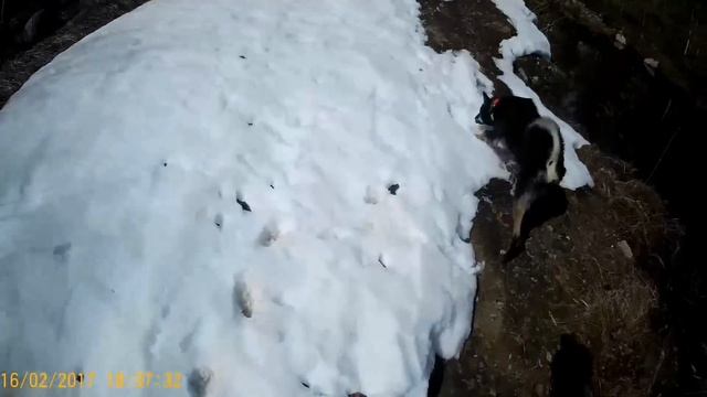 Охота на медведя с ВСЛ. Весна 2020г.Bear hunting. Karhun metsästys Karjalassa. смотреть онлайн