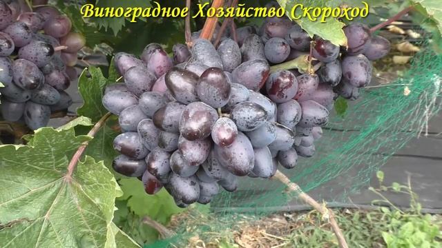 Виноград 2022. Богатырь - очень достойная форма на сентябрь смотреть онлайн