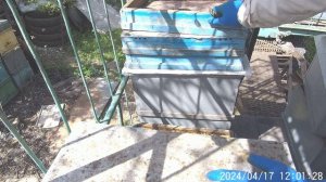 Роения нет, мёд белой акации гарантирован.