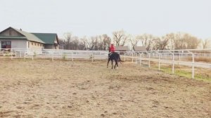 Лошадь Козлит|Чуть не упала?| Архив 2019