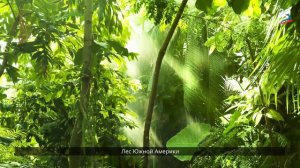 Особенности природы Южной Америки.Природные районы материка:равнинный Восток, Анды.