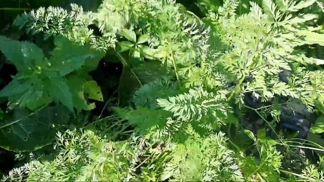Мы на даче/Моя морковь из пакета/дачный влог смотреть онлайн