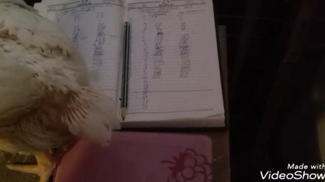 Вес Кобб 500 в 3 недели.Цыплятам 21 день. смотреть онлайн