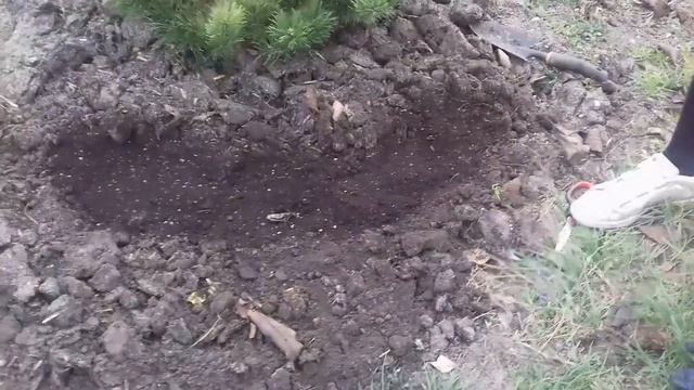 Посев цветов под зиму. Подзимний посев виолы, лаванды... смотреть онлайн