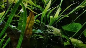 КОРИДОРАС ПИГМЕЙ. СОДЕРЖАНИЕ И РАЗВЕДЕНИЕ В АКВАРИУМЕ