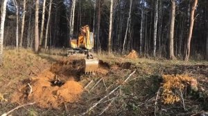 БЕСПЛАТНЫЙ ЛЕС ОТ ГОСУДАРСТВА! КАК ПОЛУЧИТЬ ЛИЧНЫЙ ОПЫТ!