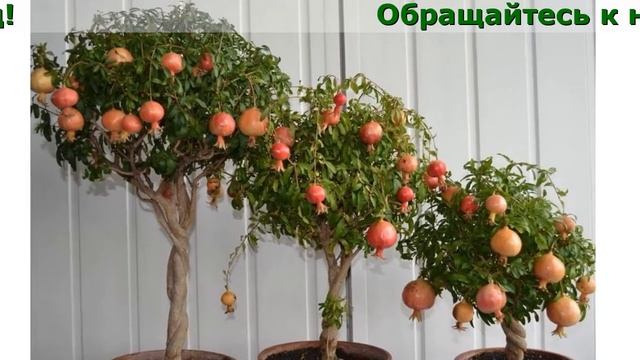 Купить Домашние Деревья смотреть онлайн