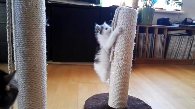 Kurilian bobtail Cukrus playing#2 смотреть онлайн