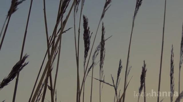 Nature HD | Sony HXR-MC2500 смотреть онлайн