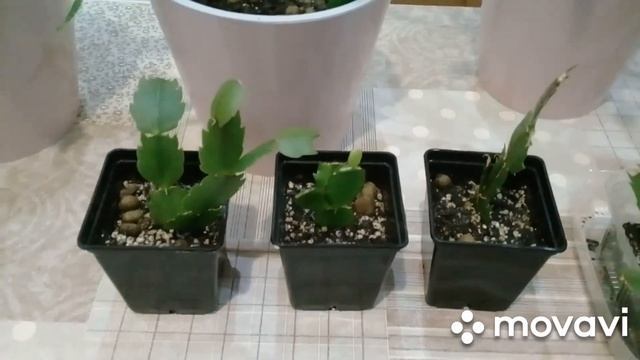 ПИКИРОВКА ДЕКАБРИСТОВ. смотреть онлайн