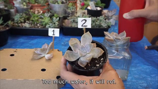 ทดลองล่อราก 3 แบบ | 3 different ways to root succulent cuttings. смотреть онлайн