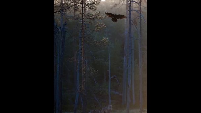 Armand Amar- Life смотреть онлайн