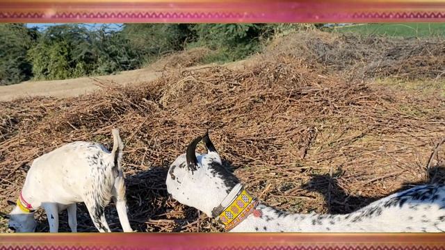 Usman Shah Huri Irani Bari Goat смотреть онлайн