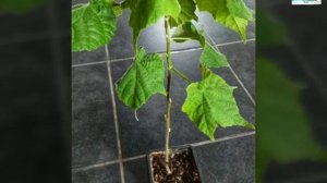 Сильно вытянулся абутилон. Что делать?