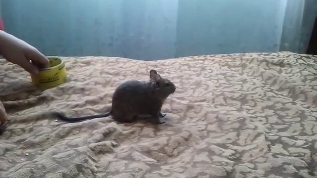 Дрессированные дегу