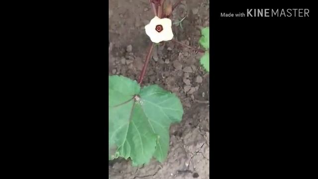 редкий овощ бамия смотреть онлайн