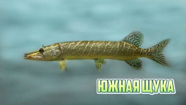 Разновидности щук, которые существуют в природе. Интересные факты о щуке. смотреть онлайн
