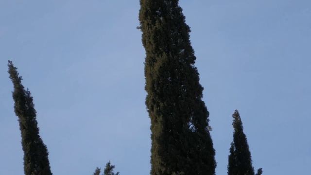 Panasonic hc x2000 camcorder versus Samsung S21 Ultra cell phone zoom and footage смотреть онлайн