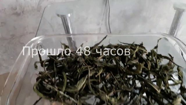 Приготовление иван-чая (кипрея). Первый опыт. Успешный. смотреть онлайн