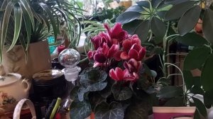 про новые цветы и уют в доме